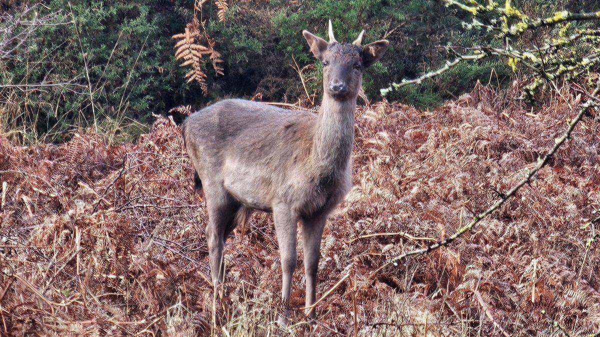 A deer with brown fur and short horns looks at the camera surrounded by brown foliage and green bushes behind.