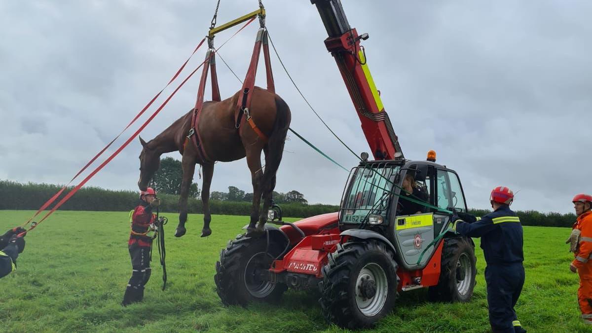 Rescued horse in a harness after being lifted out of the ditch