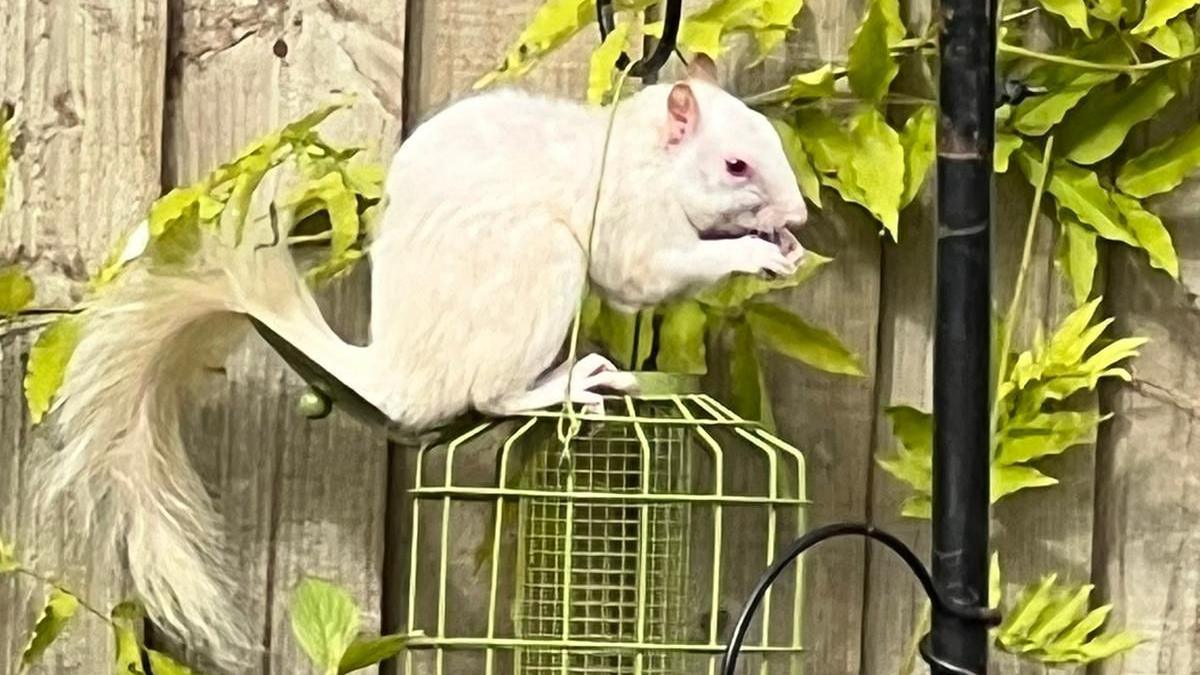 A white squirrel sits on top of a green bird feeder in front of a fence eating something from its hand