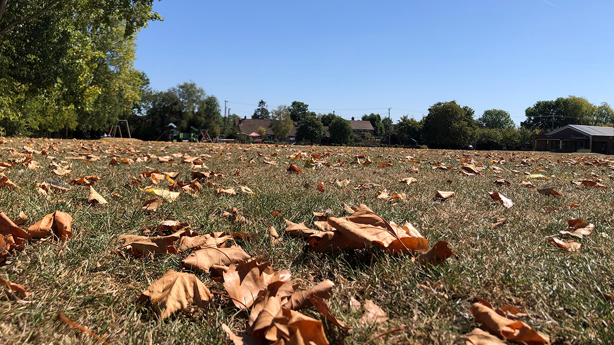 Dry, brown leaves on the ground in Pebworth. The grass they lie on also looks dry. In the background are trees and play equipment in a park