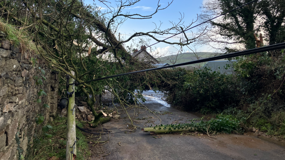 An electricity pole crushed under a fallen tree on a rural road. A stone wall with ivy and grass growing on it lines one side of the road, and trees and hedges the other.