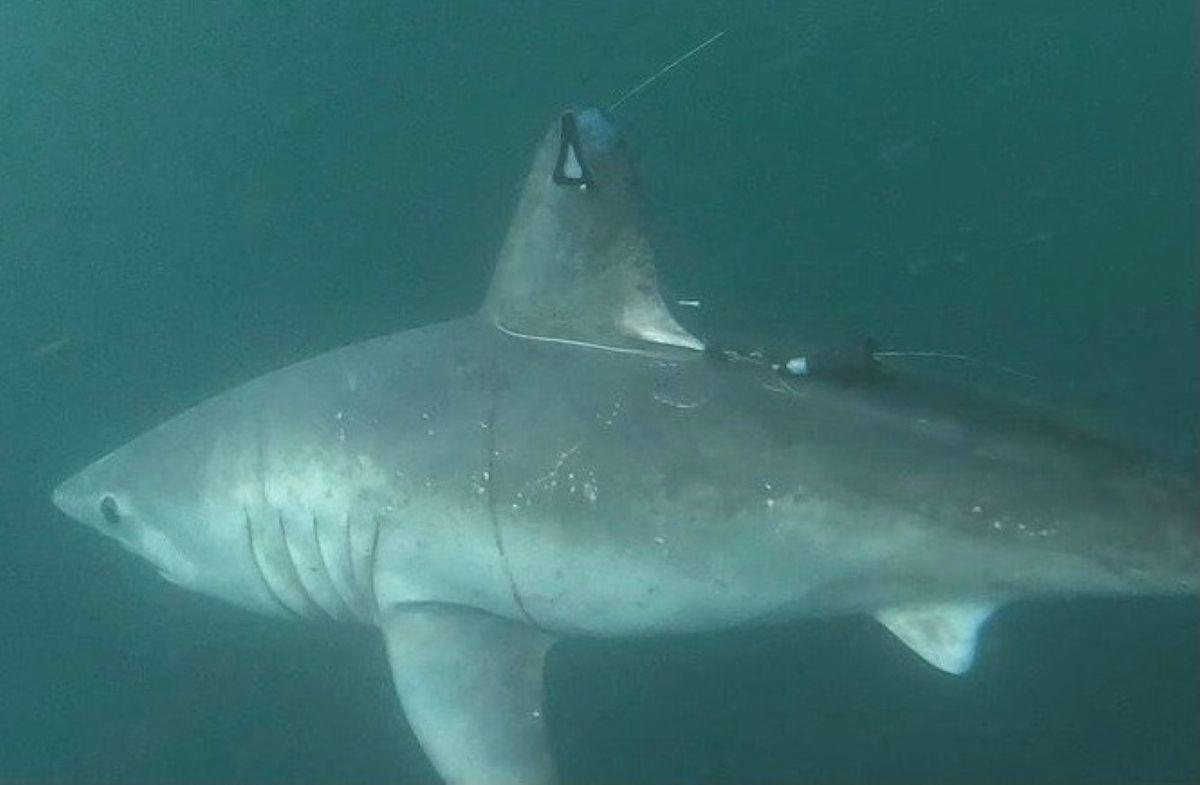 pregnant porbeagle shark with tag on her fin. 