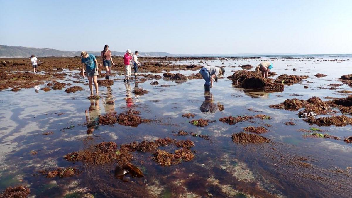 Seven volunteers in wellington boots or barefoot stand among the rockpools searching for wildlife, their feet surrounded by sea, seaweed and rocks. 