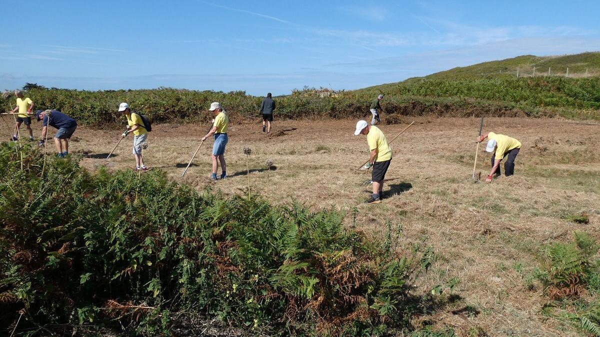 Eight people sticking sticks into the dune grassland in Guernsey with blue skies behind.