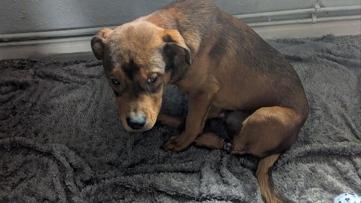 A tan dog sits on a grey, furry blanket and looks to the left. It has an injury on its left hind leg.