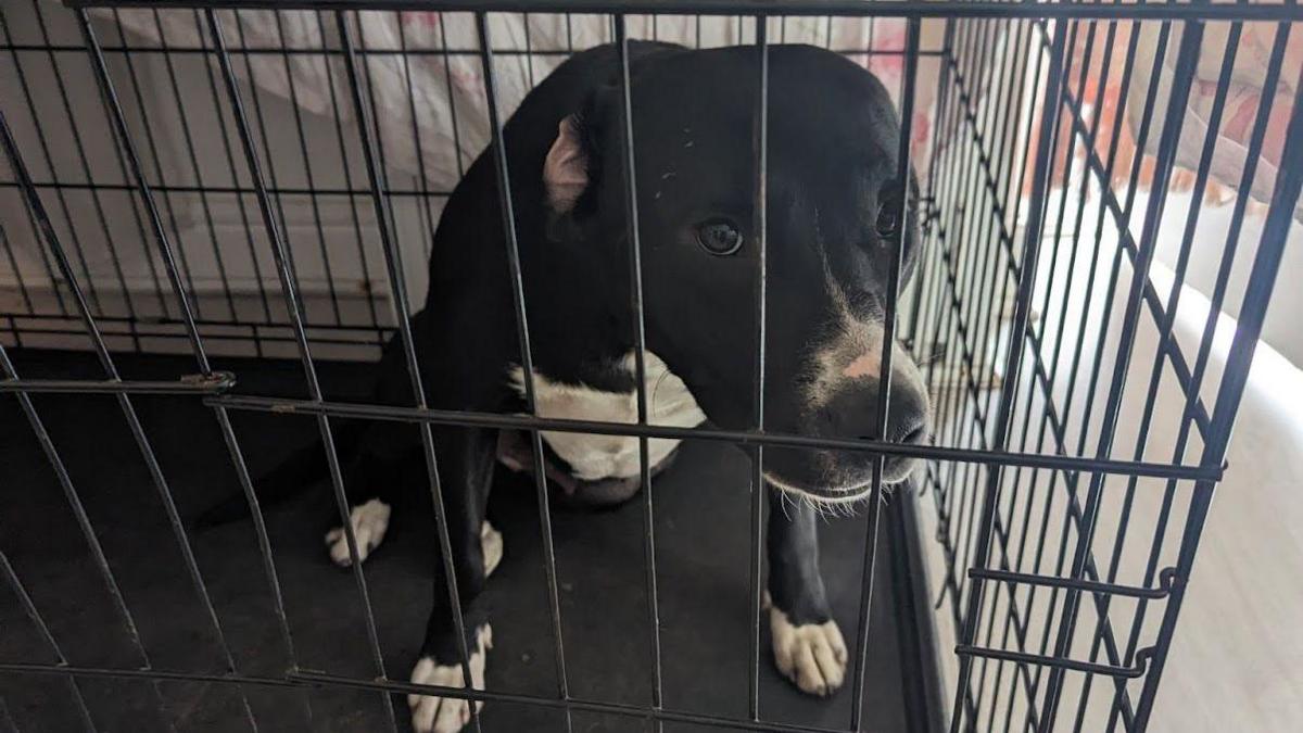A dog in a cage. It had black fur with a white fur chest.
