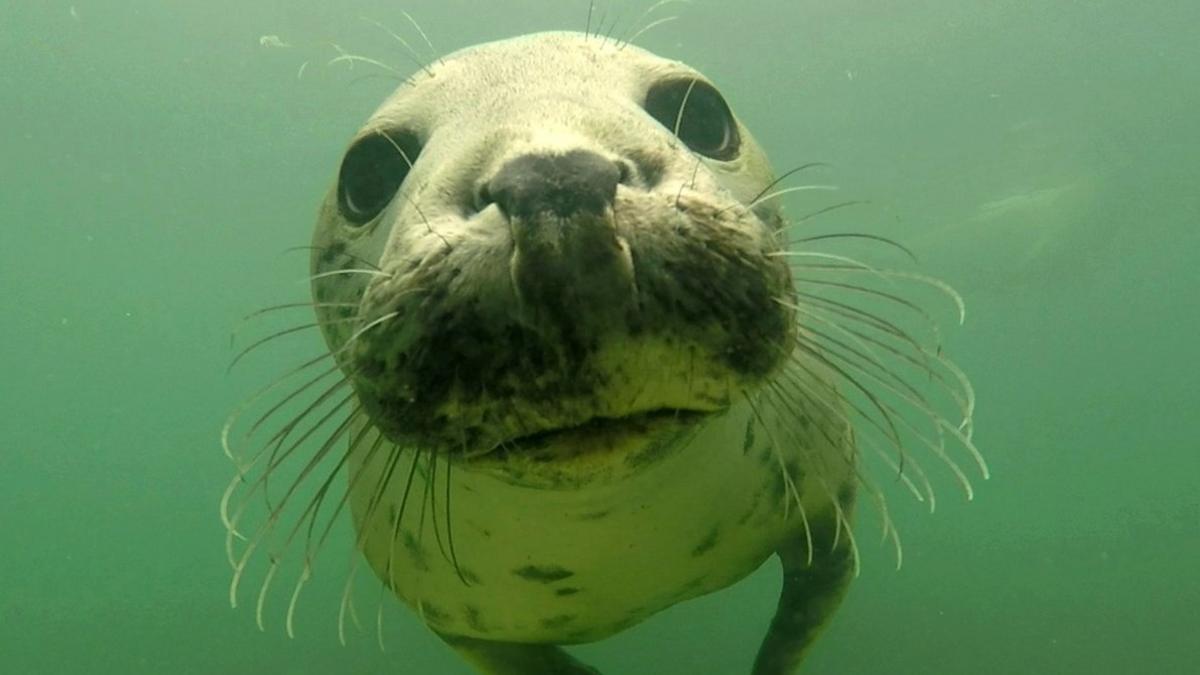 Grey Seal