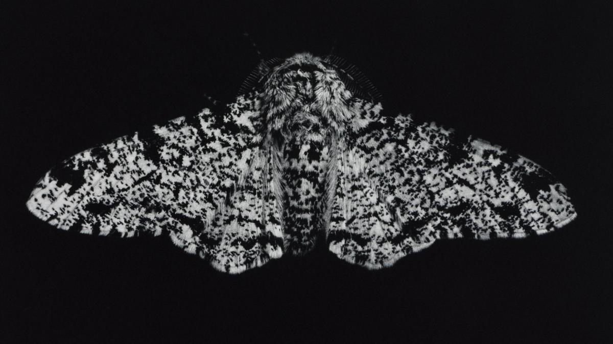 Gillespie moth adaptation show opens at Kestle Barton
