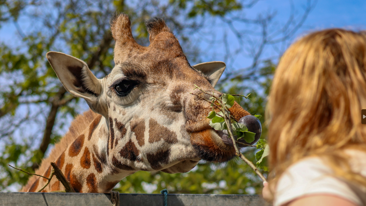 A picture of a large giraffe eating a tree branch. There is someone with blonde hair in the image.