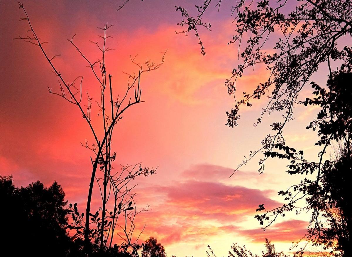 A sunset turns the sky from a dark red at the top of the image to yellow/white near the bottom, with the branches of trees silhouetted against the sky. 