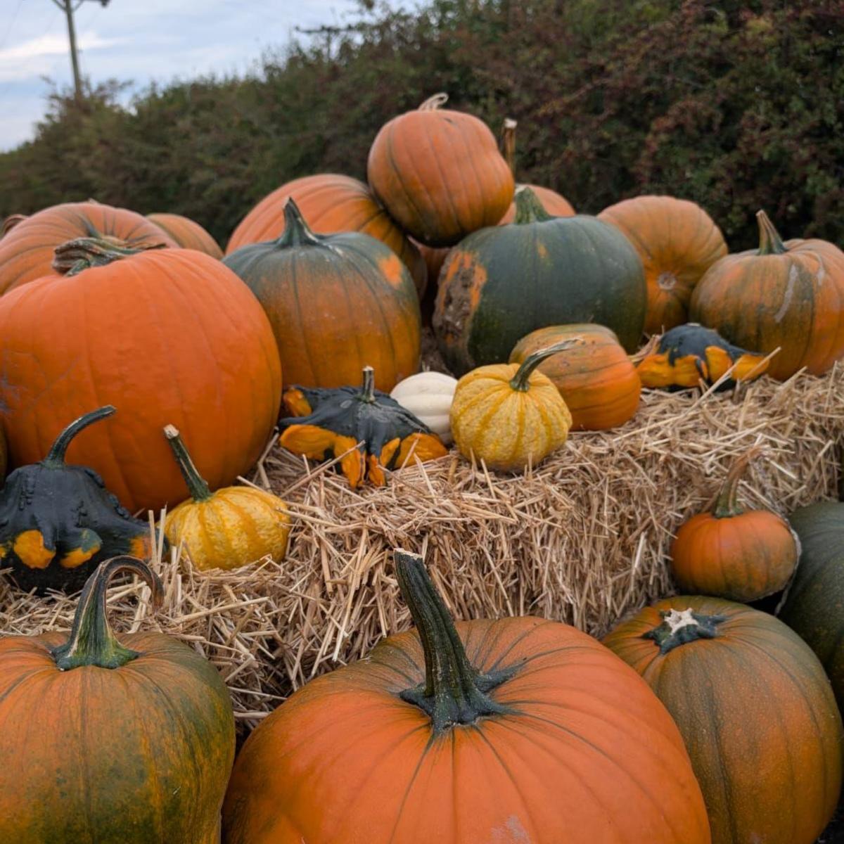 Stack of orange and yellow pumpkins with straw bale.