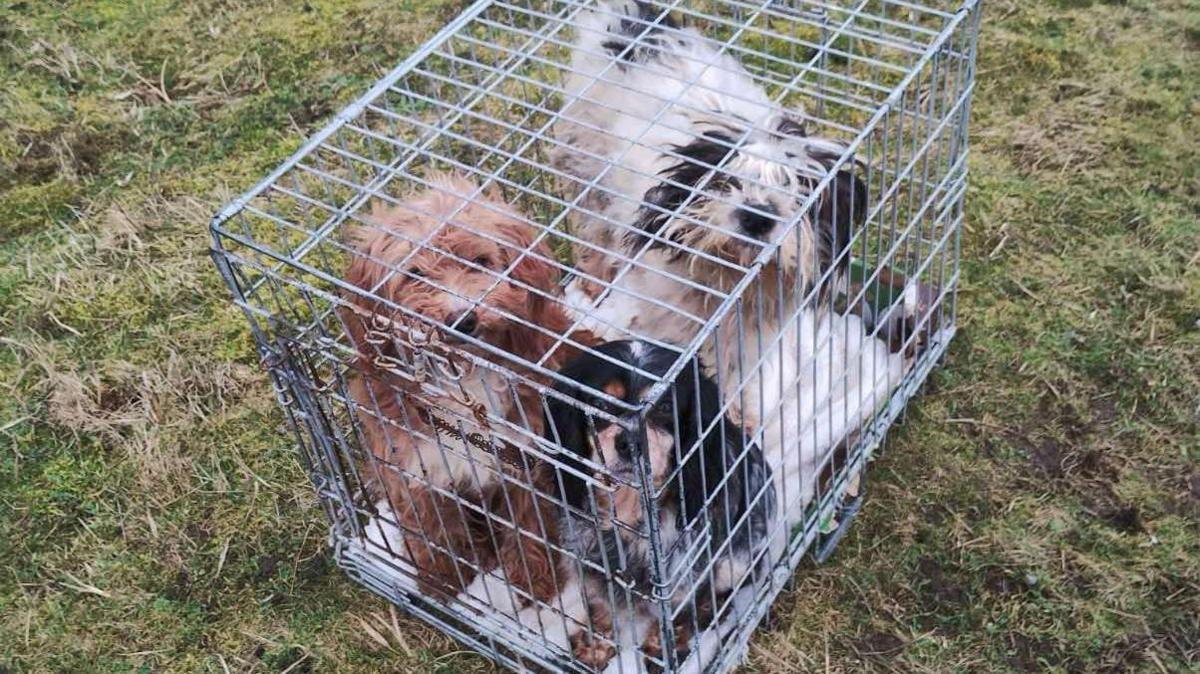 A close-up image of three dogs huddled together in a small cage, looking up at the camera. One of the dogs is brown, and two are black and white, all with overgrown and messy-looking fur. The cage has been left on a grassy area. 