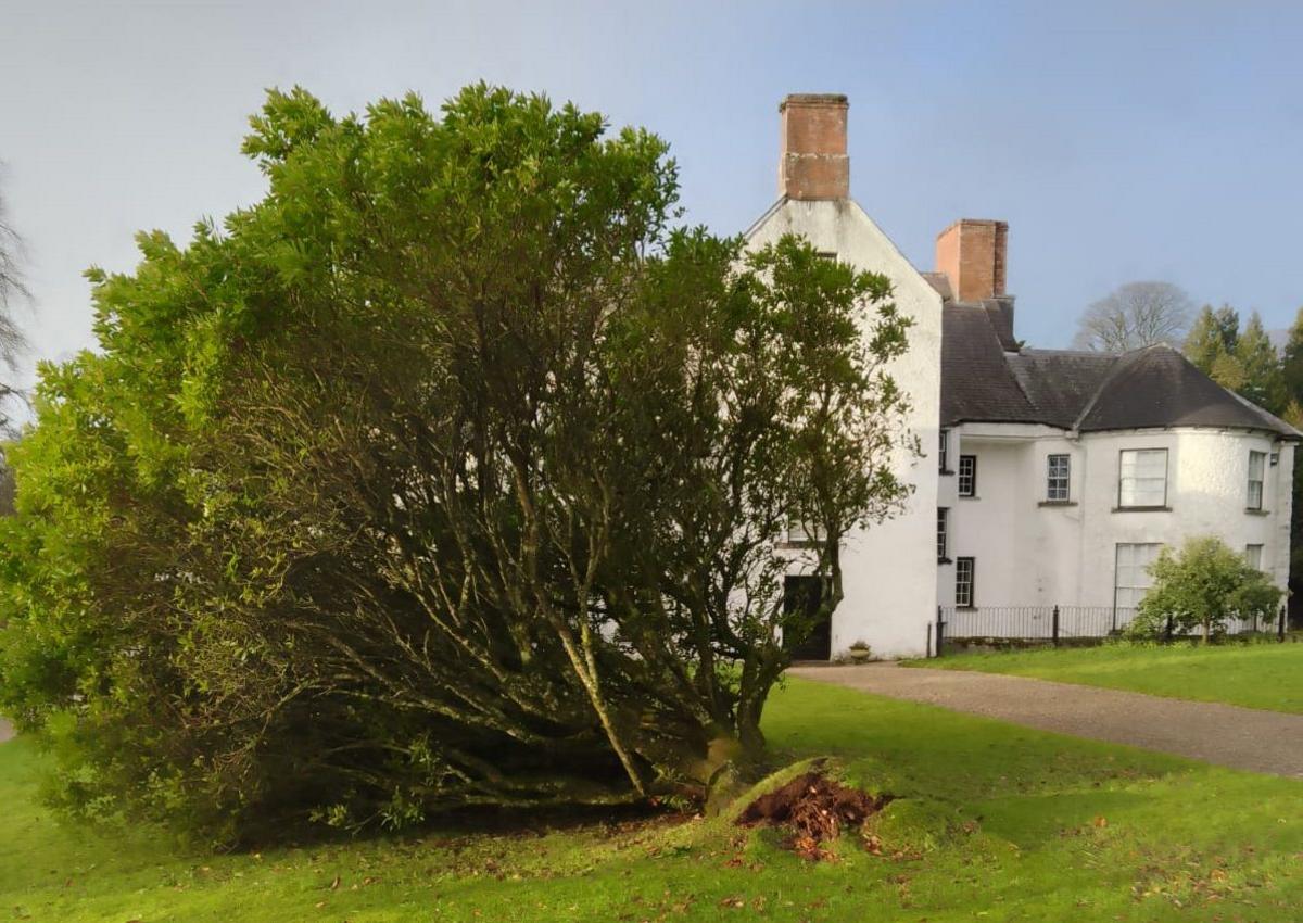 Large felled tree with green foliage, on green grass outside Springhill house - a large white estate house with thatched roof