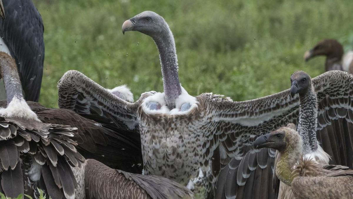 A group of white-backed vultures in the wild. The vulture in the centre of the photo has its large wings outstretched and has a grey face and neck, brown speckled wings and a white neck and chest. Grass can be seen in the background. 