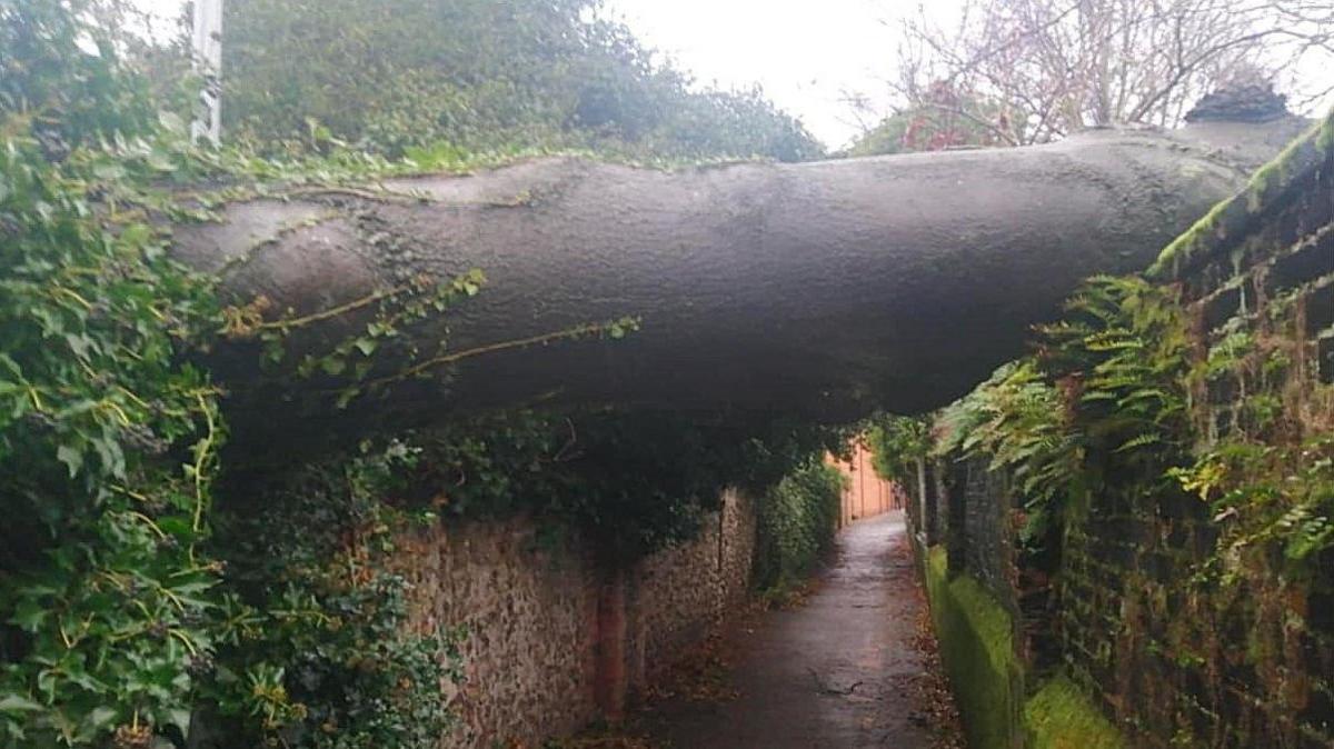 A large tree trunk resting on two walls either side of an alleyway 