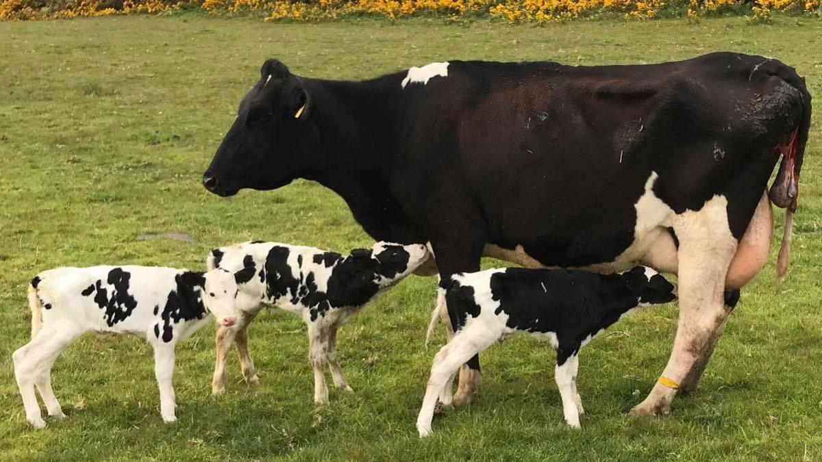 An adult black and white cow stands in a field next to three small calves. One is feeding from it's mother.