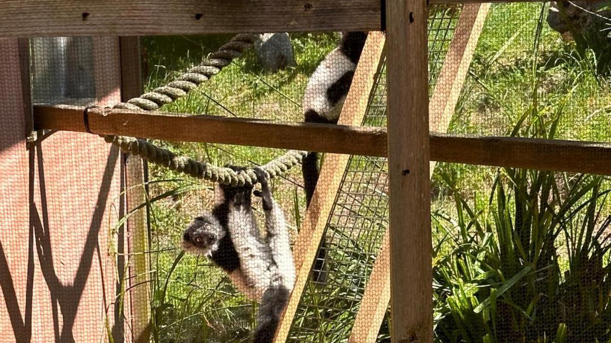 Two baby black and white ruffed lemurs in Jersey Zoo