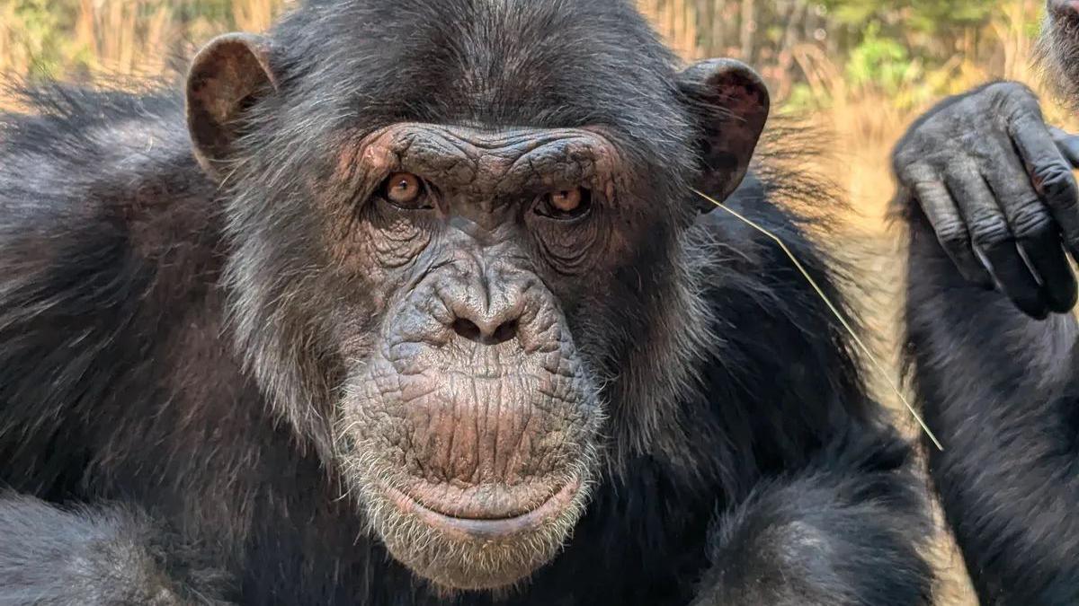 Chimpanzee sits with a blade of grass in its ear