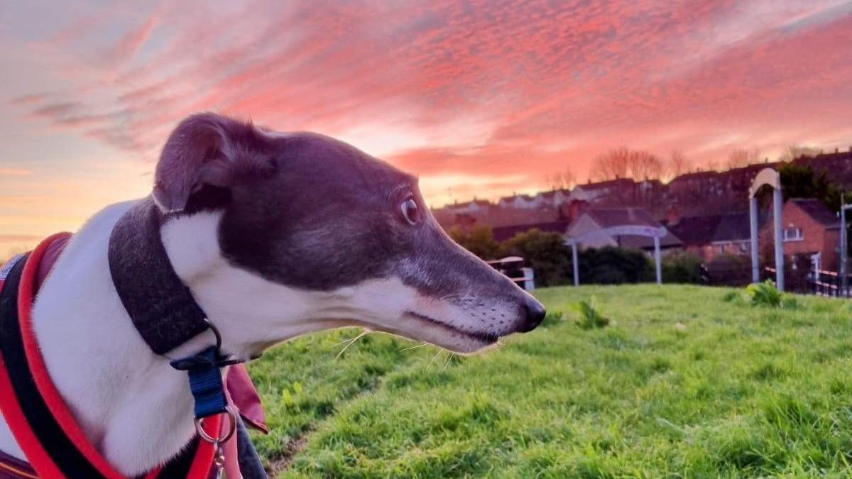 A white and grey greyhound stands on the grass of the Northern Slopes in Bristol, with the Knowle West housing estate visible in the background. Above the dog the sunrise has created light and dark orange shades in the clouds