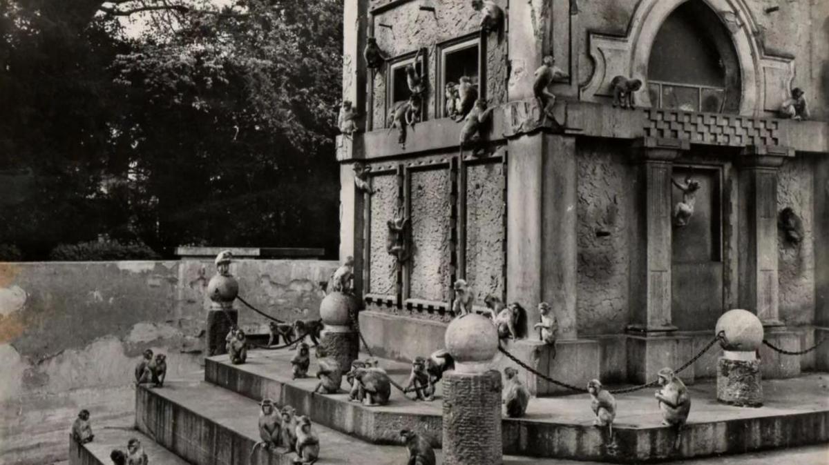 A black and white image archived image of the Rhesus monkey enclosure at Bristol Zoo. It is a large stone structure that is influenced by a temple, with stone pillars and arched doorways. There are around 40 rhesus monkeys climbing all over the structure. 