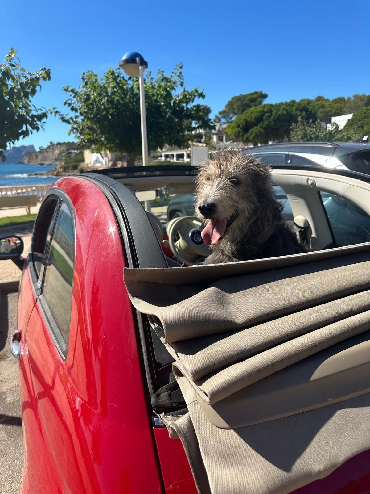 A wolfhound sits in the back of a car with an open roof