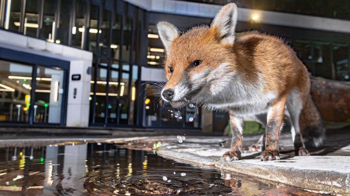 A fox, looking just off-camera towards the left. It is bending its head down slightly to drink from a puddle, which is reflecting a glass building that is in the background.