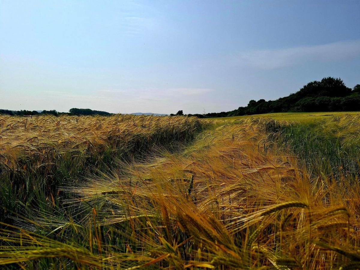 Lots of ears of corn are flying in the wind, golden in colour and stretching away across a field.