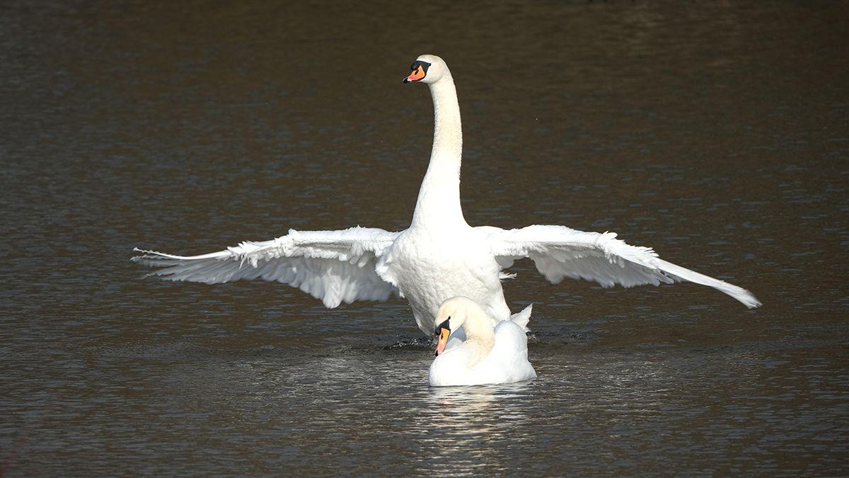 Two swans on River Severn in Shrewsbury. One is checking their feathers, while the other is getting ready to take off