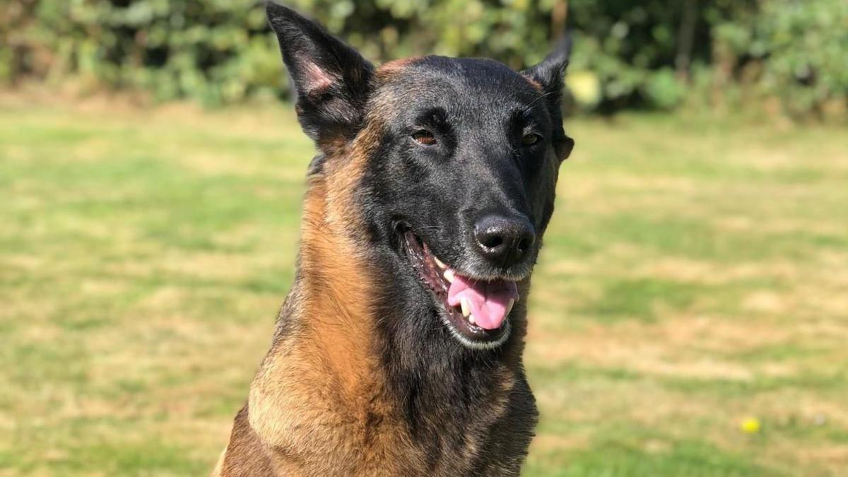 A Belgian Malinois outside. There is grass on the background of the photo