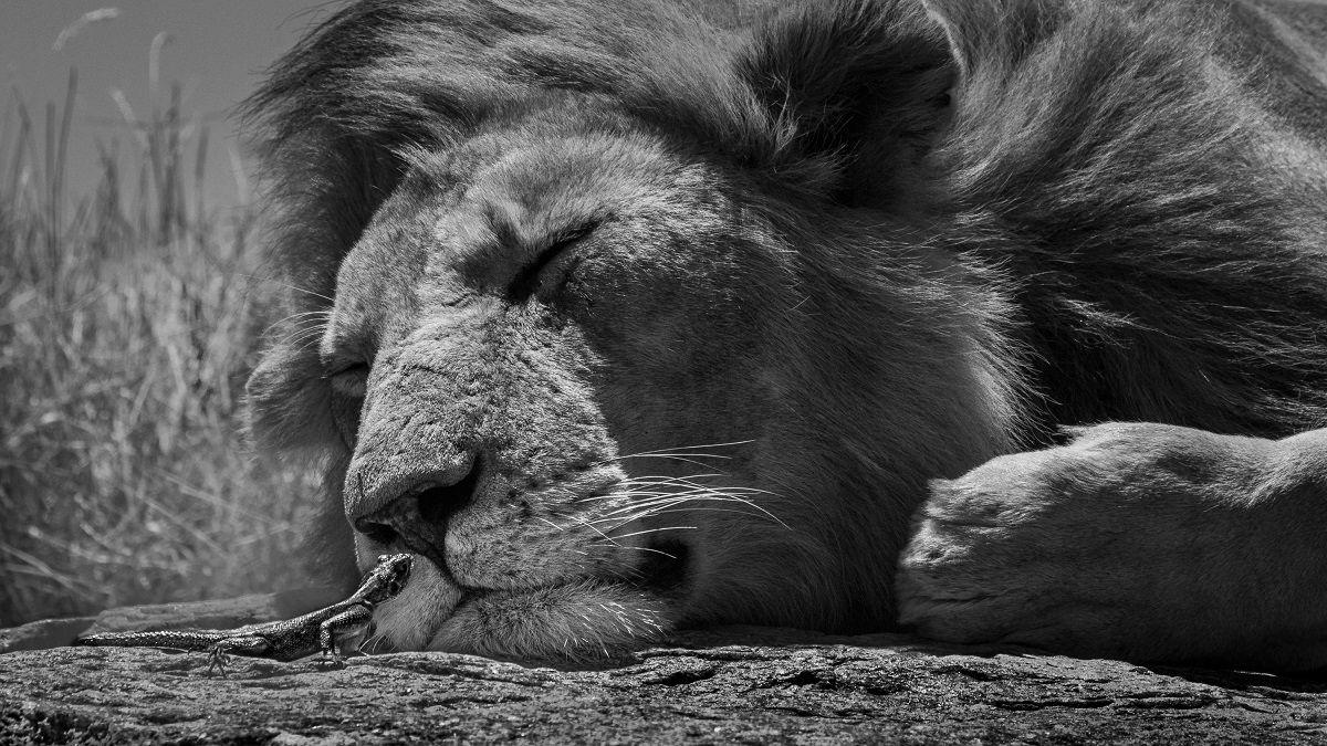 Female agama lizard next to a lion. 