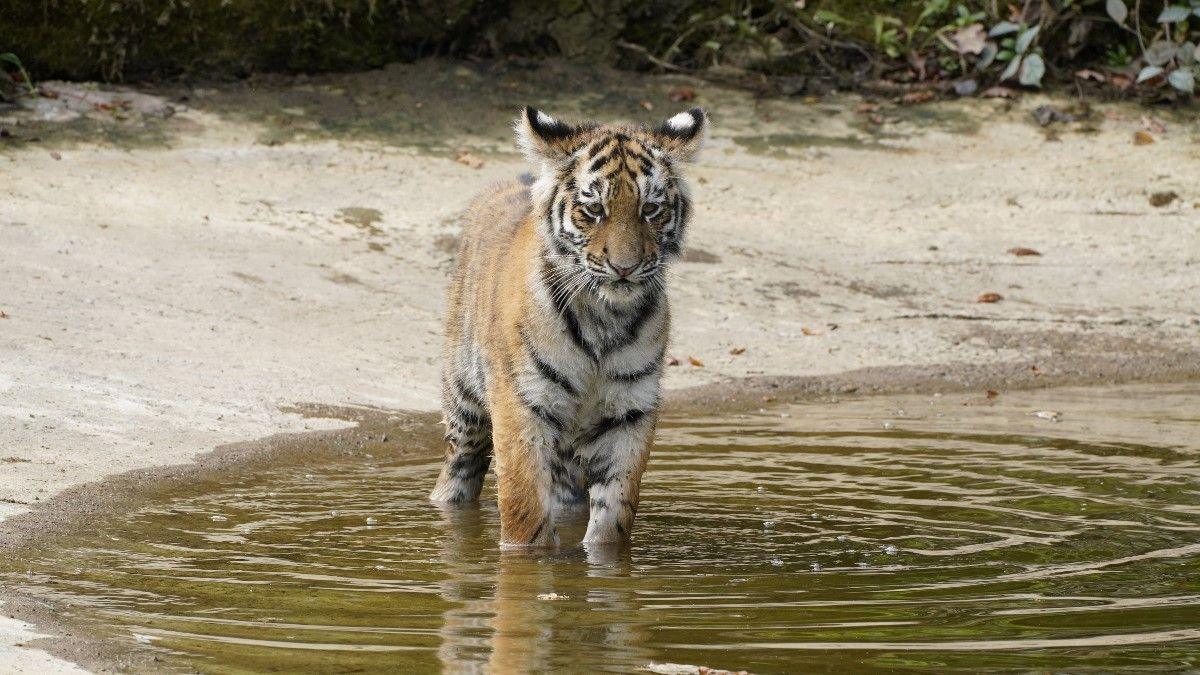 An Amur tiger cub walking through a pool of water in its enclosure at Longleat. He is a fluffy cub but still very large.