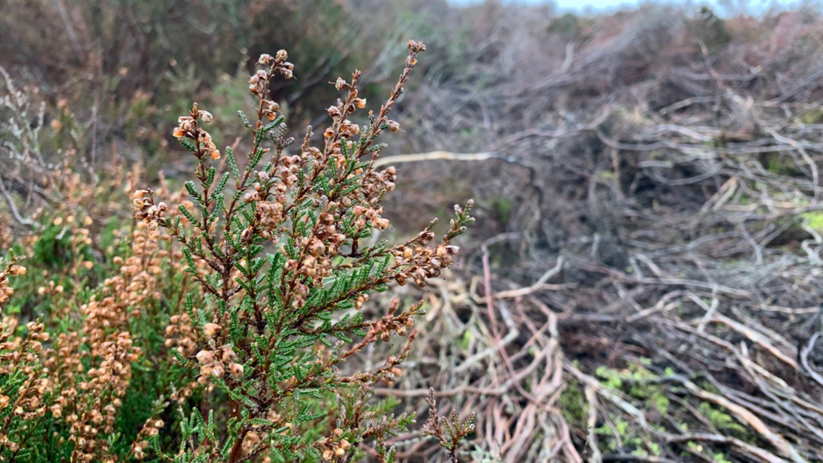 Dead heather, some of it with some remaining green leaves and some of it black and withered