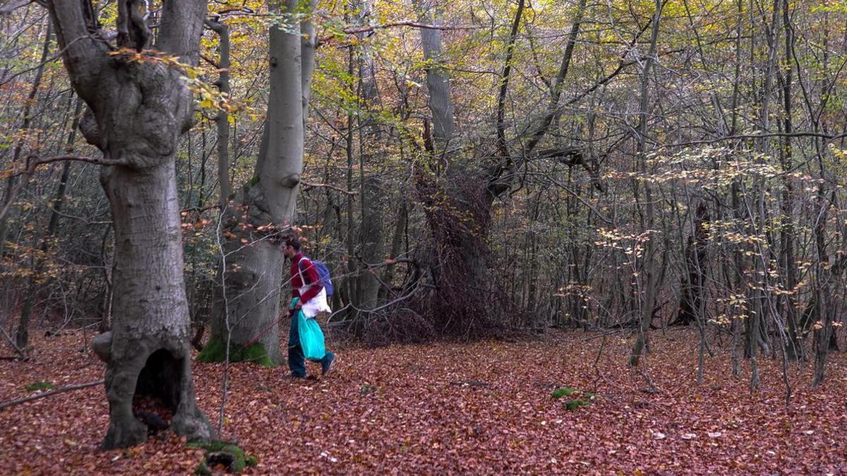 Young person walking in a wood