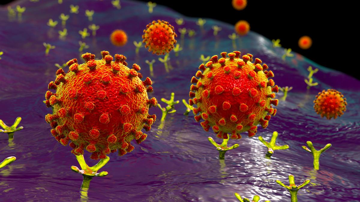 Illustration of the coronavirus binding to a human cell