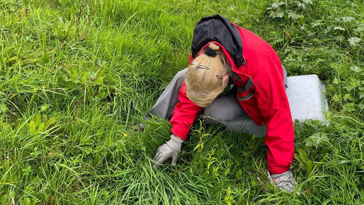A woman sits on a plastic box in amongst lush grass. She is looking downwards at the grass with gloved hands, looking through the blades. She wears a red raincoat and grey trousers.