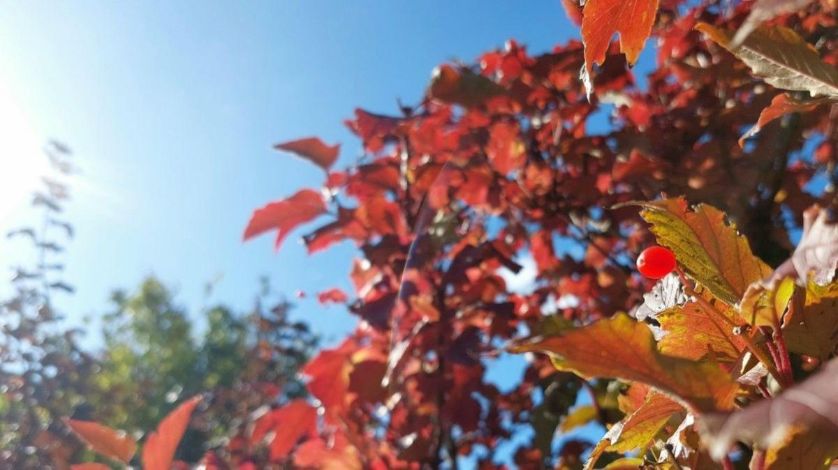 A blue sky with the sun creeping in from the left forms the backdrop to red autumn leaves, out of focus in the background but with a sharper red berry and a smaller cluster of leaves at the front. 