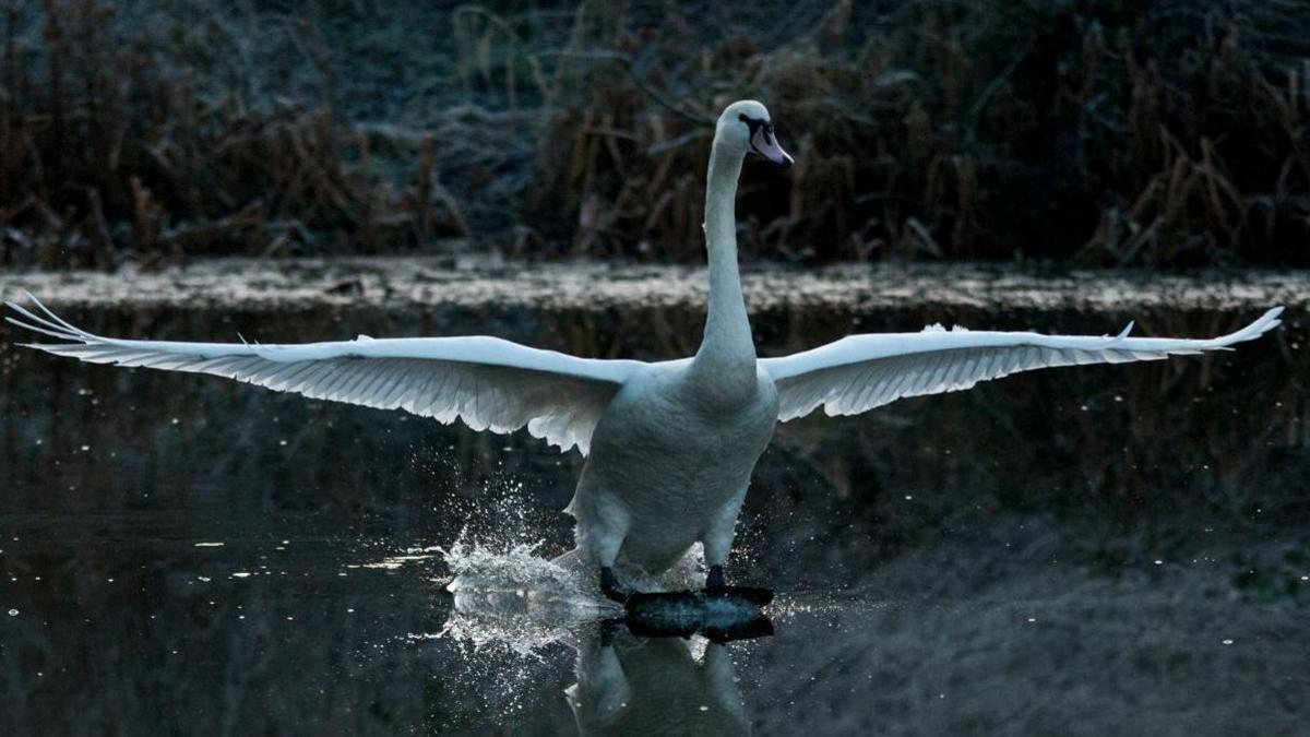 A mute swan, a large white bird with an orange beak, flapping its outstretched wings on water.