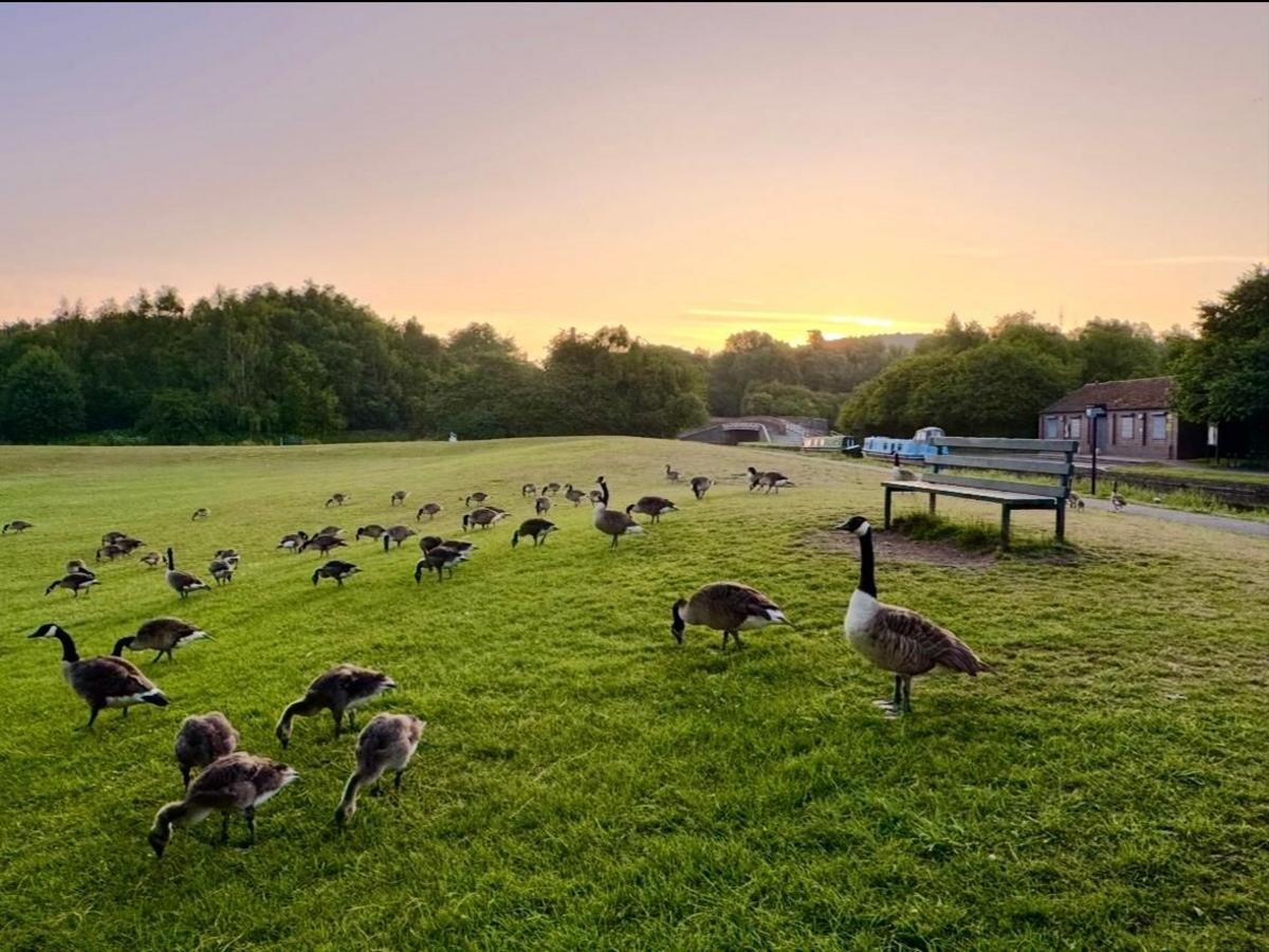 In the distance, the sun is just poking over a horizon of thick green foliage. Below, a pale blue canal boat pointing towards a bridge is visible, but the foreground is dominated by dozens of Canada geese, many pecking at the grass surrounding them. An empty park bench overlooks the scene.