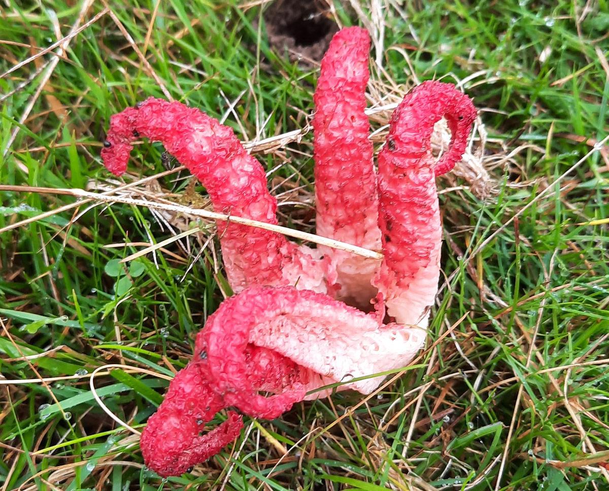 Devil's fingers at Bircher Common in Shropshire