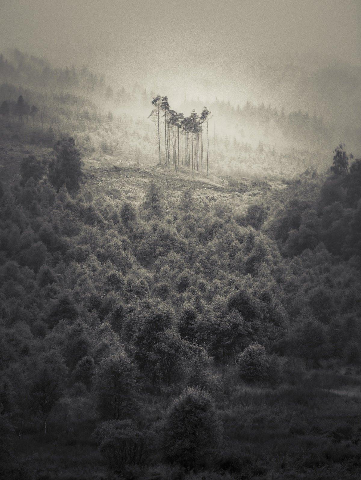 A black and white photo of a hill covered in trees