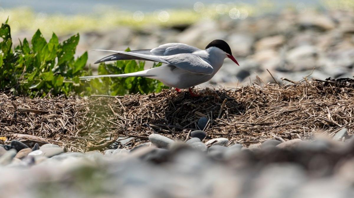 Tern