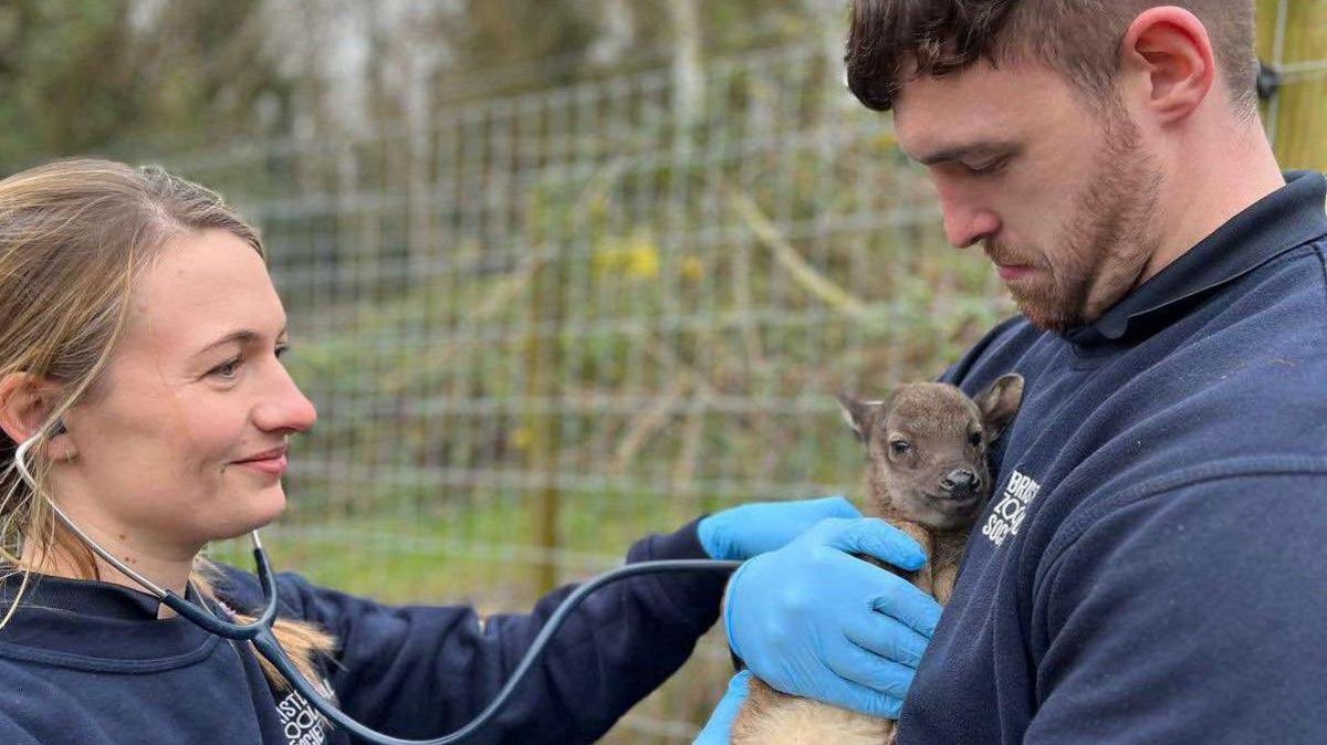 Two Bristol Zoo Project staff wearing dark blue sweatshirts tend to a baby deer. One of them, a man, is holding the animal close to his chest while the other, a woman, is listening to the animal using a stethoscope.