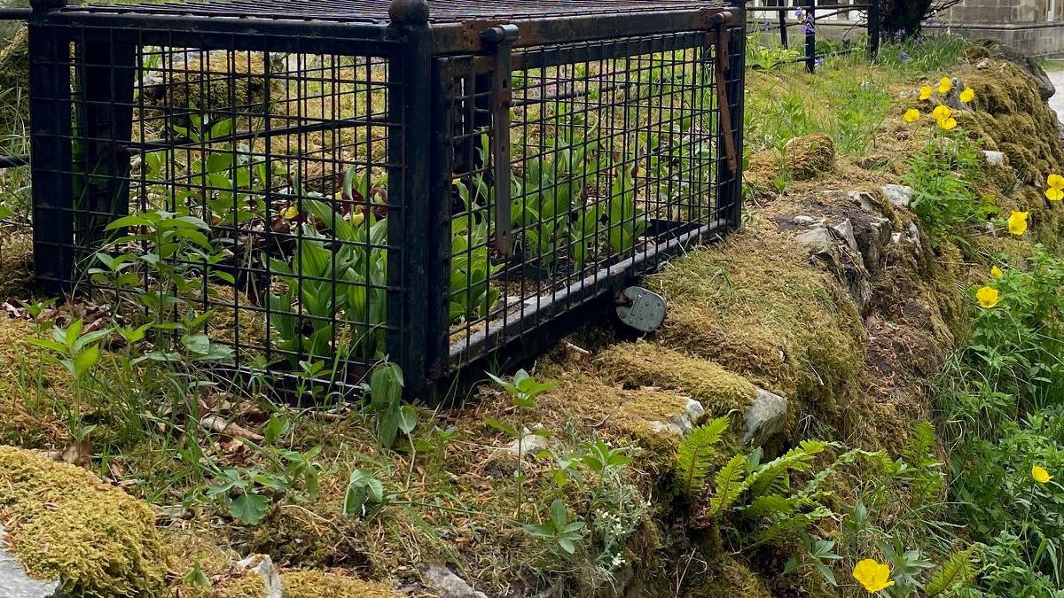 Some orchids are covered by a large black cage with a padlock on it. Other flowers are outside of the cage and a tree and house are in the background.