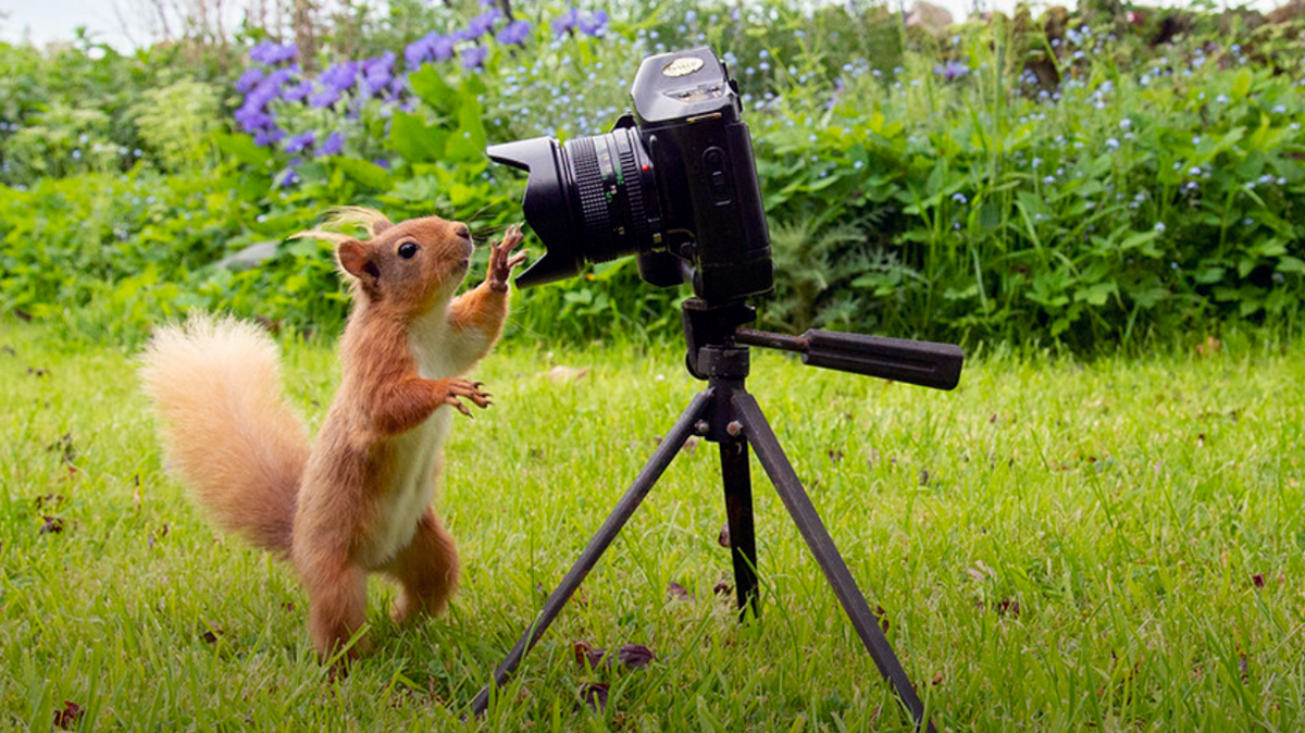 A red squirrel looking into a camera 