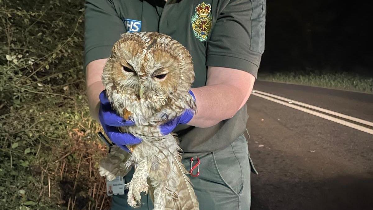 Gilbert is being held by a paramedic with a green uniform on. The paramedic has blue gloves on. Gilbert has his eyes open and a small brown leaf caught in his feathers.