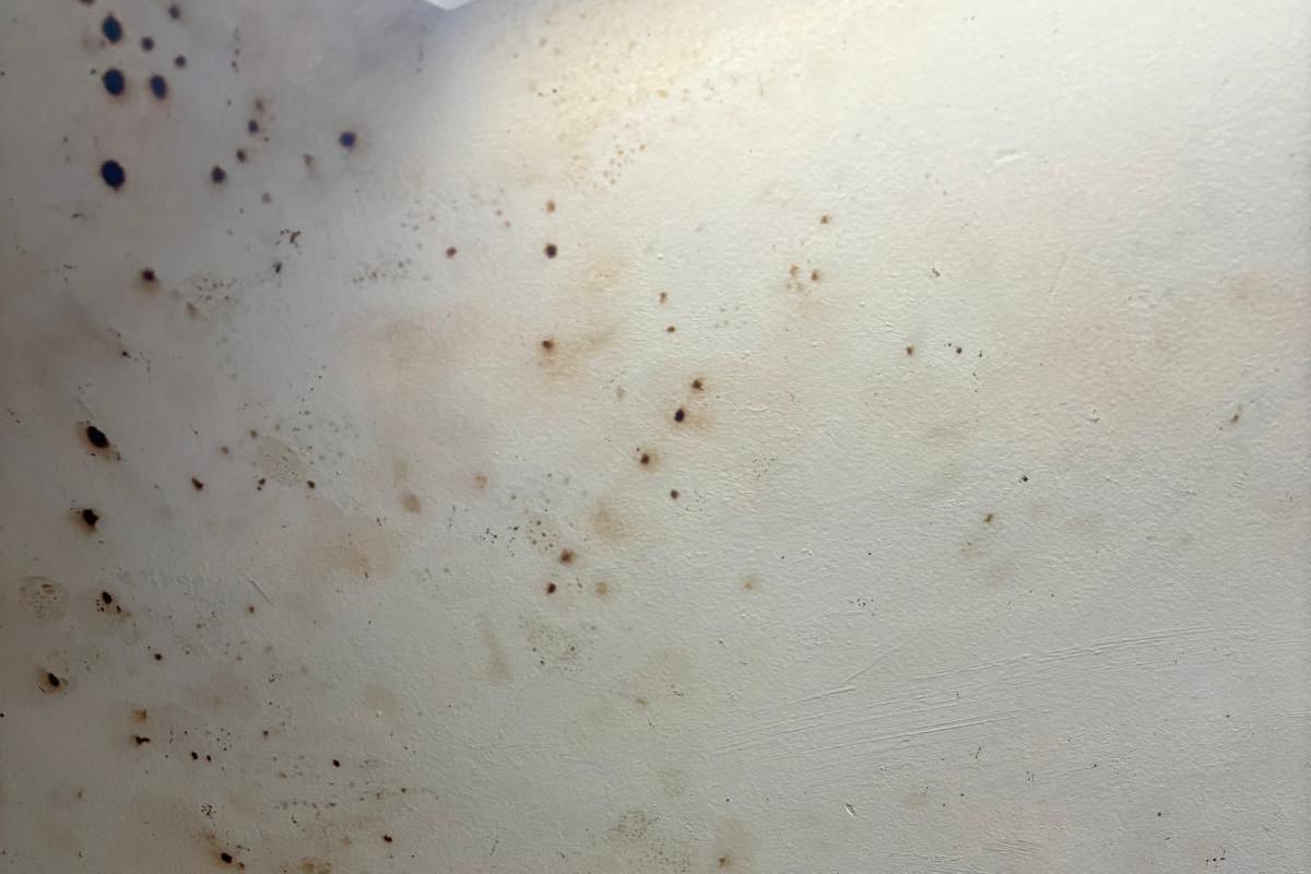A close up of mould spores on a white wall.