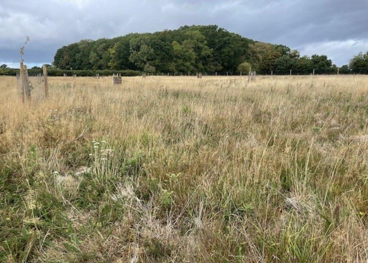 A field dominates the image, with trees and sky in the distance at the top of the photo.