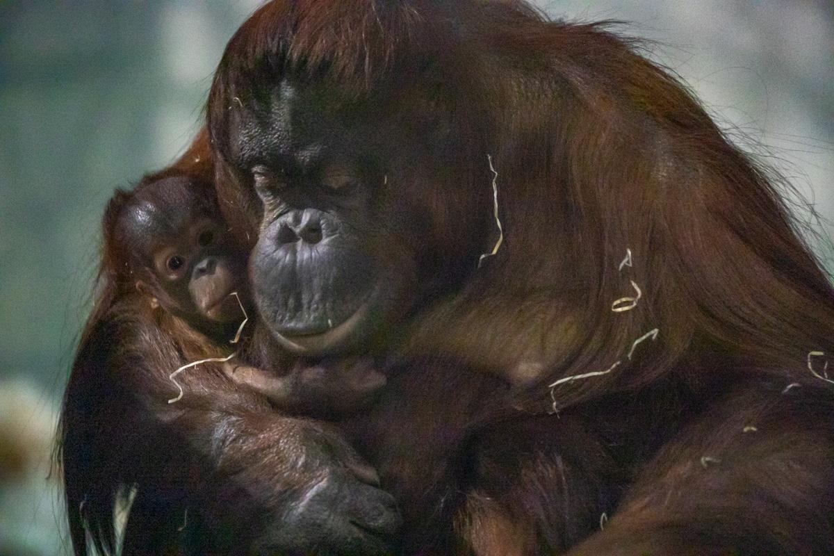 Bornean orang-utan Ranbi