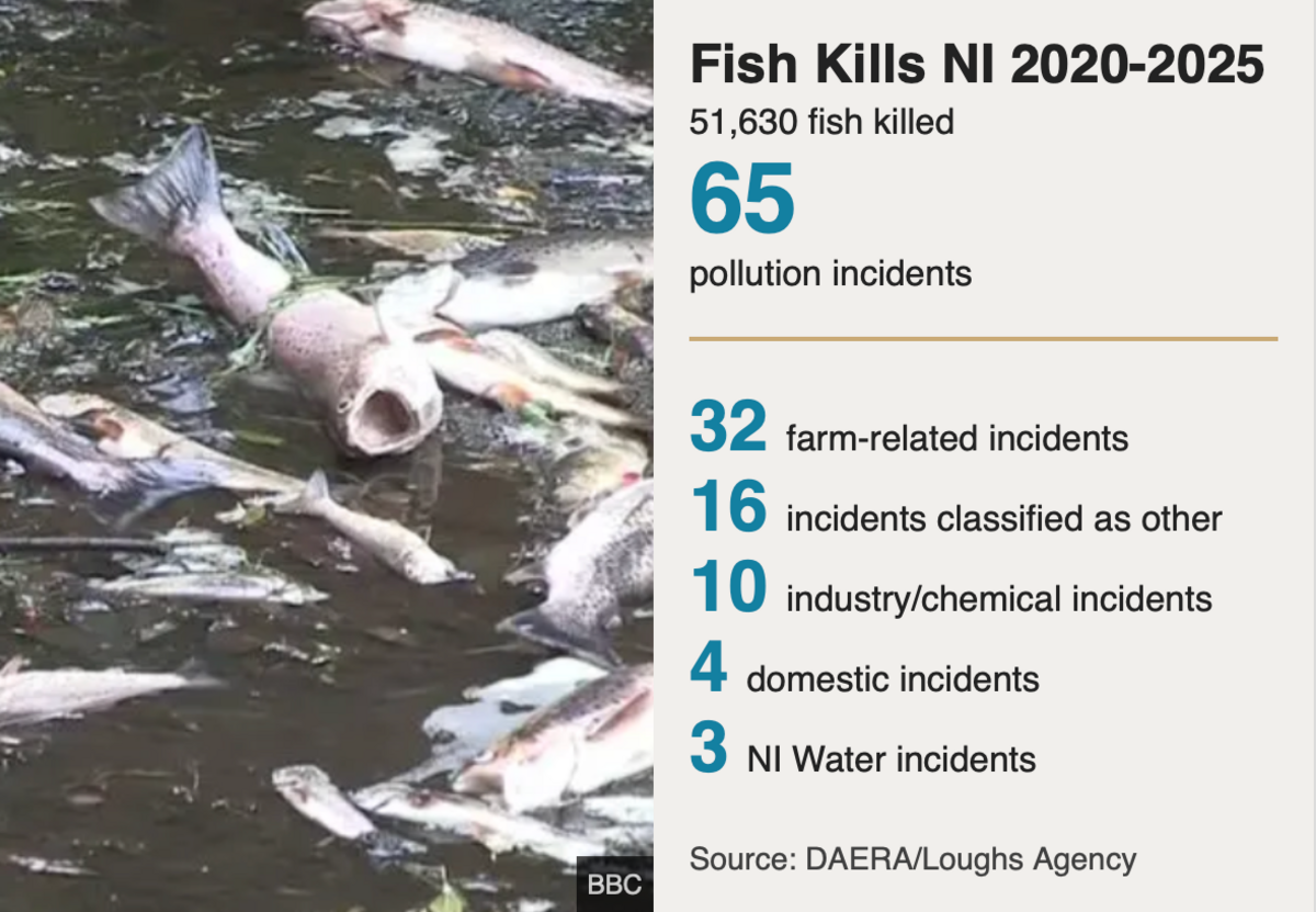 A graphic showing dead fish. Text reads "Fish Kills NI 2020-2025. 51,530 fish killed. 65 pollution incidents. 32 farm-related incidents. 16 incidents classified as other. 10 industry/chemical incidents. 4 domestic incidents. 3 NI water incidents. Source: Daera/Loughs Agency
