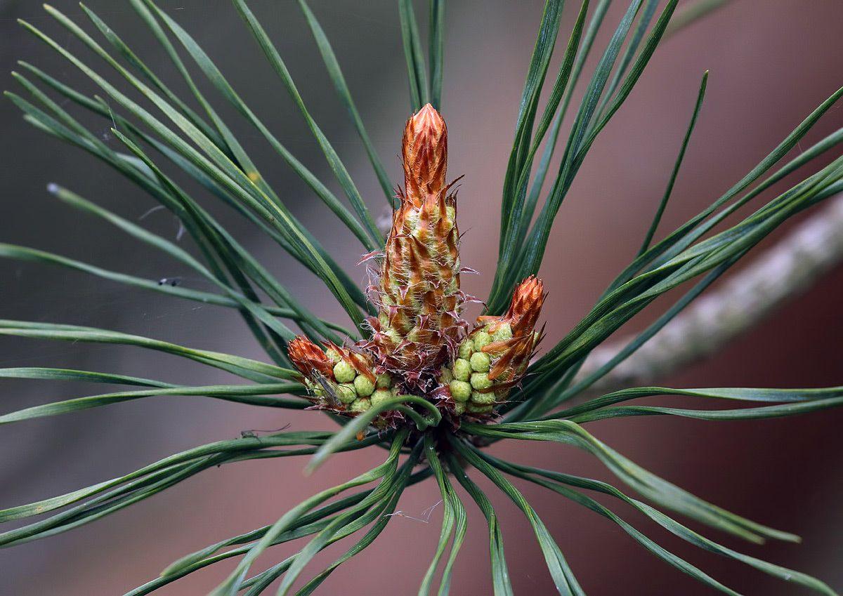 Close up of a branch on a pine tree